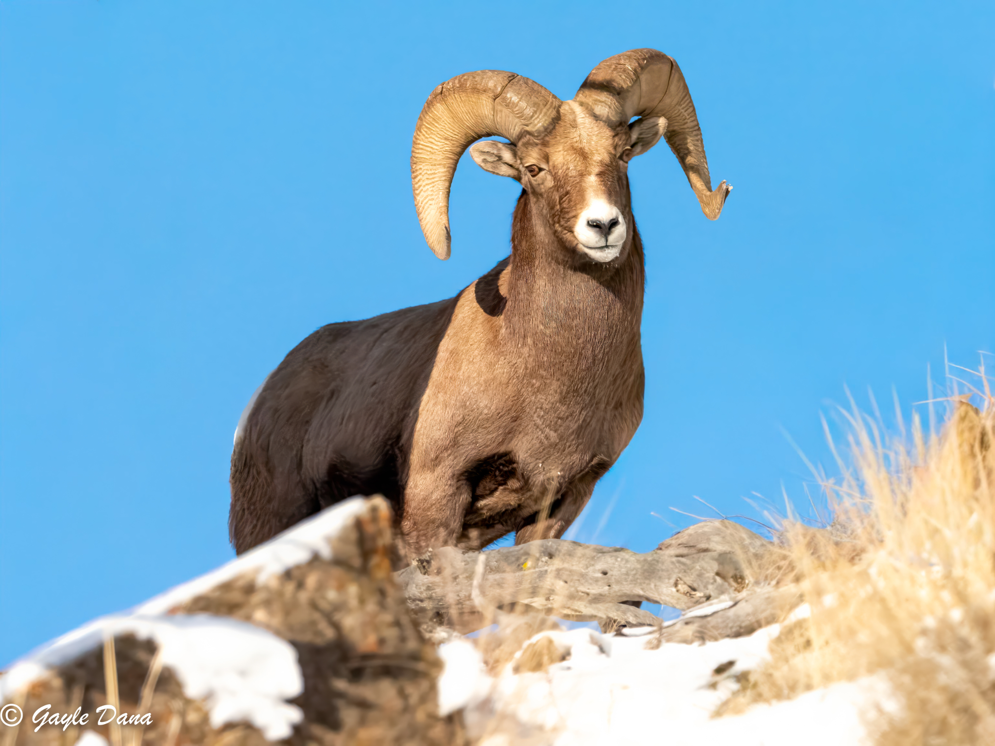 Bighorn Sheep